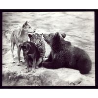 Динго,ягуар,медведь и собака