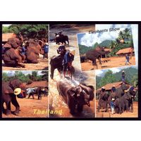 Тайланд Слоновье шоу