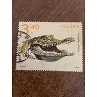 Польша 1972. Крокодил. Crocodylus niloticus. Марка из серии