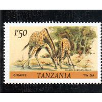 Танзания. Жирафы.