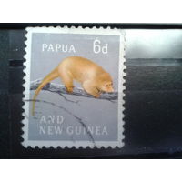 Папуа Новая Гвинея, 1963. Пятнистый кускус