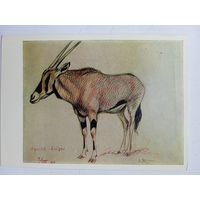 Комаров. Орикс - африканская антилопа