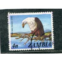 Замбия. Фауна. Орлан-крикун