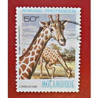 Мозамбик, 1981г., фауна, жирафы