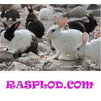 RASPLOD.COM - всё о размножении или откуда берутся дети