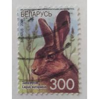 Беларусь 2008, заяц-русак
