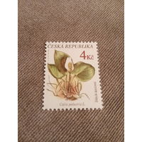 Чехия. Растения. Calia palustris