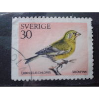 Швеция 1970 Птица