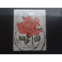 ЮАР 1979 роза