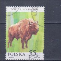 [2406] Польша 1996. Фауна.Зубр. Гашеная марка.