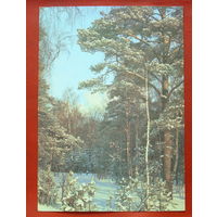 Зимний день в сосновом лесу. Чистая. 1989 года. Фото Самсоненко. *55.