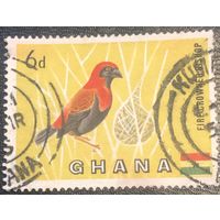 Гана. 1959 год. Чернокрылый бархатный ткач. Mi:GH 55. Почтовое гашение.