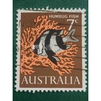 Австралия. Humbug Fish
