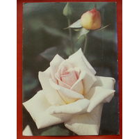 Роза " Офелия ". Чистая. 1983 года. Фото Матанова. *156.