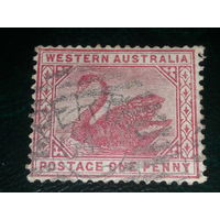 Западная Австралия 1880 - 1907 Стандарт. Лебедь