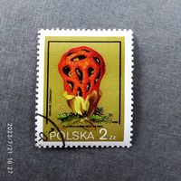 Марка Польша 1980 год Грибы