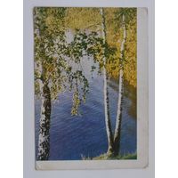 Почтовая карточка 1962 г. "Подмосковье. Берёзы у воды". Фото Л. Раскина.