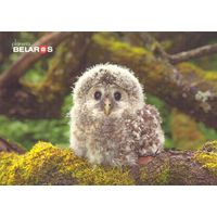 Беларусь 2019 посткроссинг открытка фауна  птенец неясыти