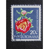 Румыния 1972 г. Цветы.