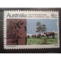 Австралия 1970 стадо коров
