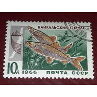 СССР 1966 Фауна. Промысловые рыбы Байкала