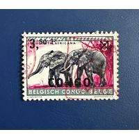 Конго Демократическая Республика 1960 год Надпечатка Фауна Животные Слоны Mi:36 Гашеная