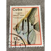 Куба 1977. Рыбы. Pterophyllum scalare. Марка из серии