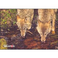 Беларусь 2019 посткроссинг открытка фауна волки