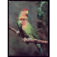 1982 год Волнистые попугаи