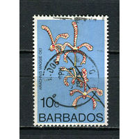 Барбадос - 1974/1979 - Орхидея 10С - [Mi.371X] - 1 марка. Гашеная.  (Лот 87Dh)
