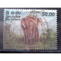 Шри-Ланка 1998 Слон