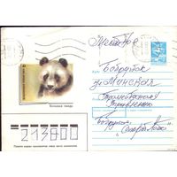 1988 год А.Исаков Большая панда 3 88-363