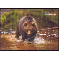 Беларусь 2019 посткроссинг открытка фауна медведь