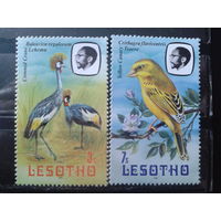 Лесото 1981 Птицы**