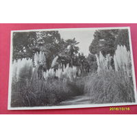 Крым Никитский ботанический сад "Пампасская трава" 1953 год