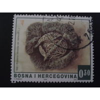 Босния и Герцоговина 2006 стандарт капуста