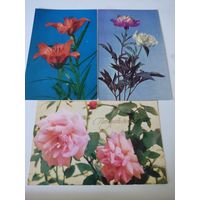 3 открытки СССР с цветами (1 чистая, 2 подписаны)