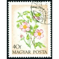 Полевые цветы Венгрия 1973 год 1 марка
