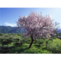 Миндаль сладкий (Prunus amygdalus, syn. Prunus dulcis) Саженец ЗКС