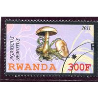 Руанда. Грибы