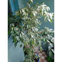 Фикус Бенджамина / Ficus benjamina - 1,5 метра