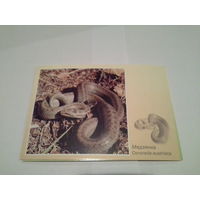 Карточка 2002 змея