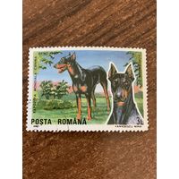 Румыния 1990. Породы собак. Доберман. Марка из серии