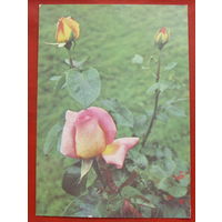 Роза Чайно-гибридная. Чистая. 1976 года. Фото Папикьняна. 1443.