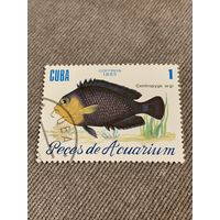 Куба 1985. Рыбы. Centropyge Argi. Марка из серии