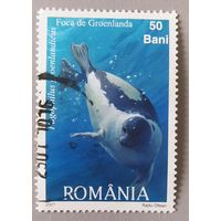 Румыния 2007, тюлень