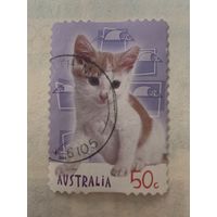 Австралия. Домашние кошки