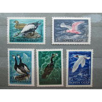 Морские птицы 1972 г