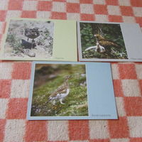 Почтовые карточки БЕЛАРУСЬ маркированные  природа птицы фауна выборочно цена за 1 шт