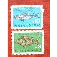 Болгария. Рыбы. ( 2 марки ) 1965 года. 5-6.